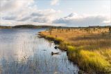 Толвоярви, image of landscape/habitat.