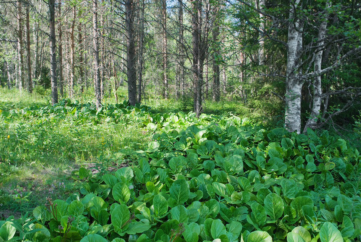 Большой Соловецкий остров, image of landscape/habitat.