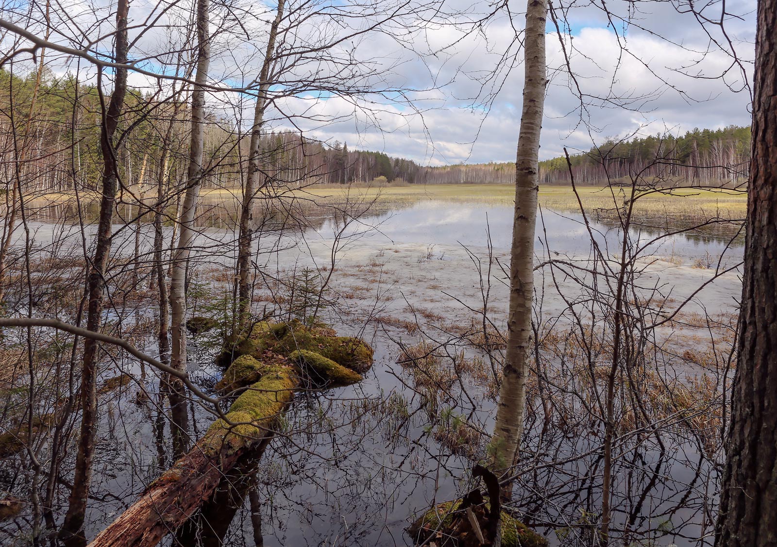 Кунчурихинский бор, image of landscape/habitat.