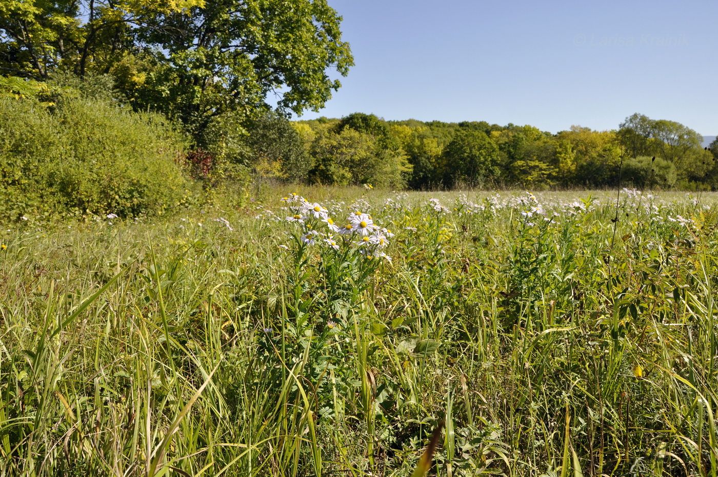 Новонежино, image of landscape/habitat.