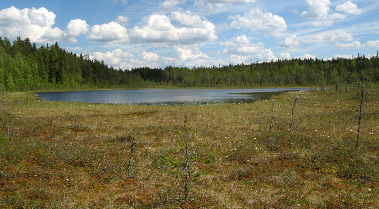 Окрестности поселка Вокнаволок, image of landscape/habitat.