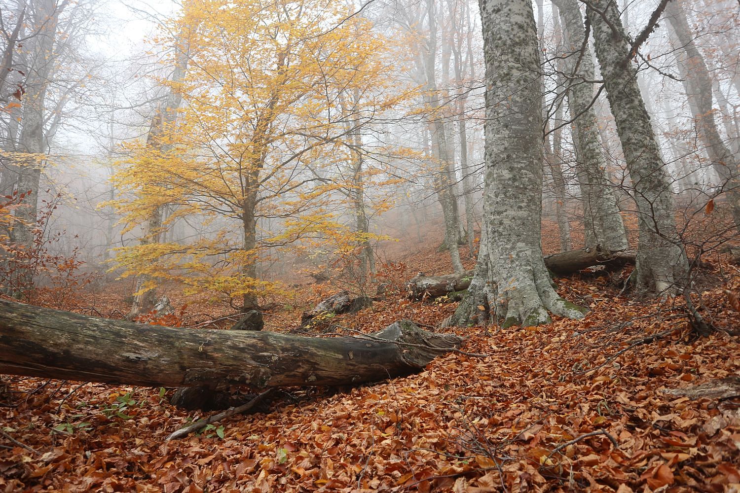 Перья Хапхала, изображение ландшафта.
