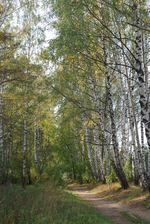 Железнодорожный, image of landscape/habitat.