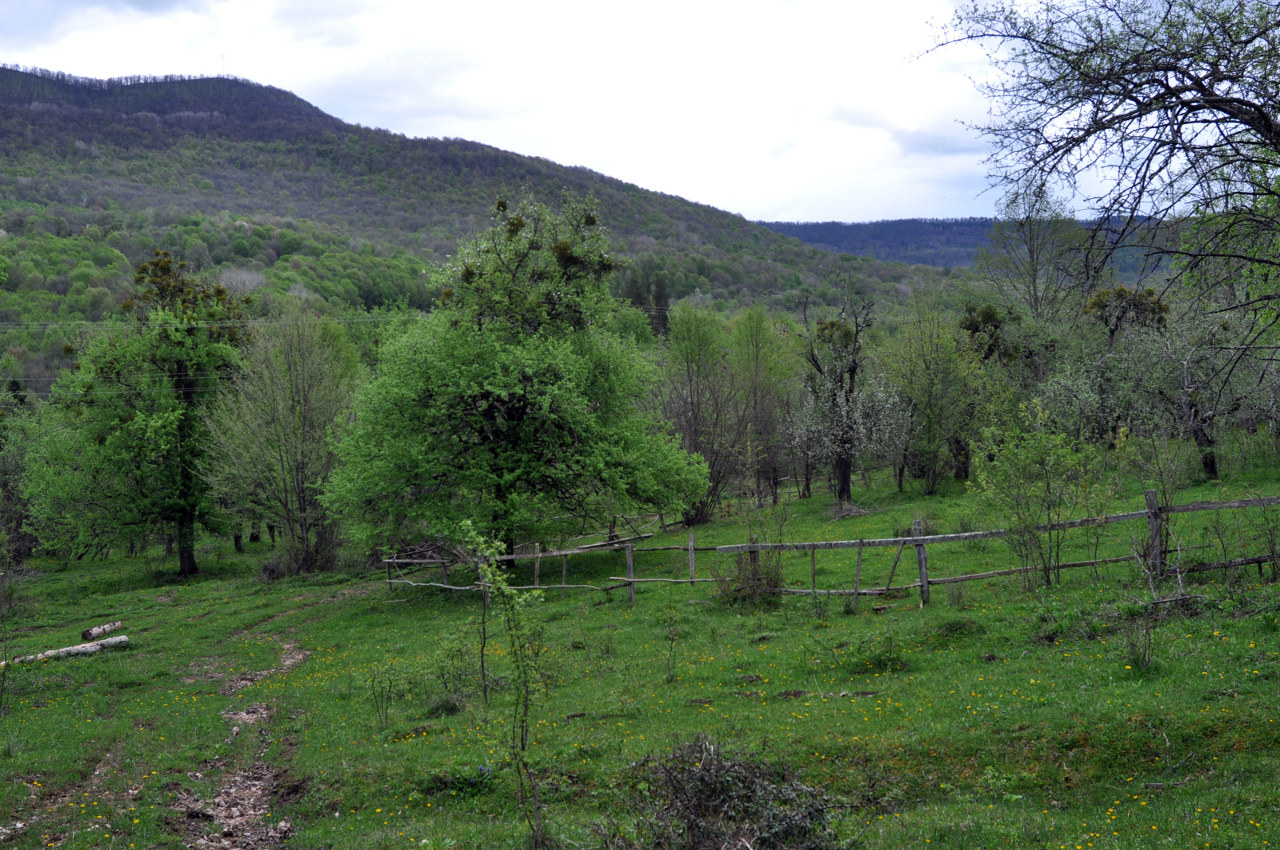 Долина реки Мезмай, image of landscape/habitat.