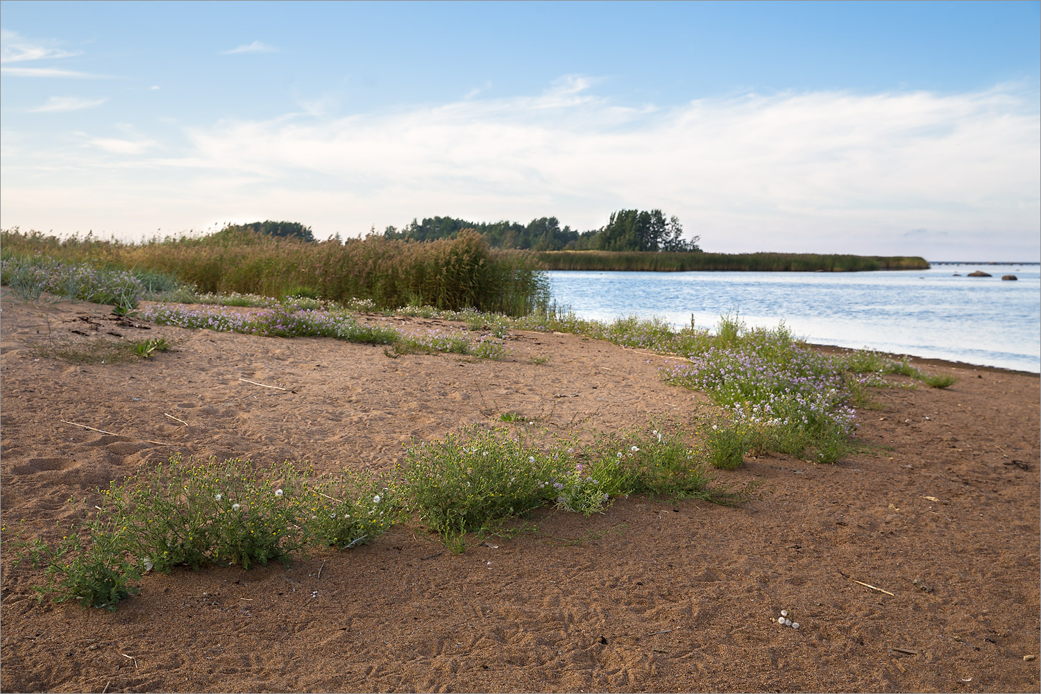 Кургальский риф, image of landscape/habitat.