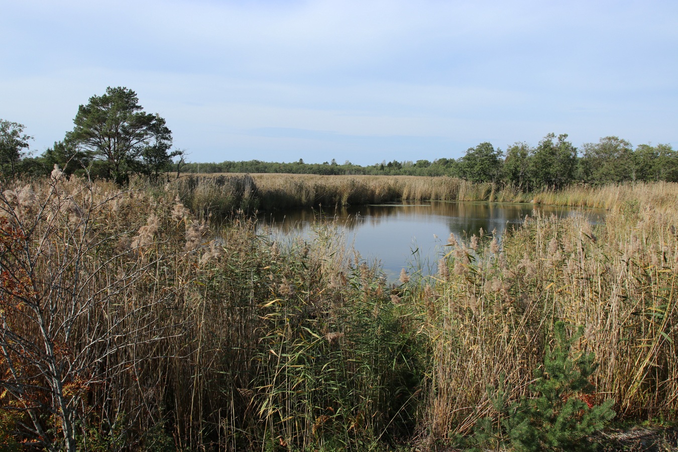 Шепелёвский маяк, image of landscape/habitat.