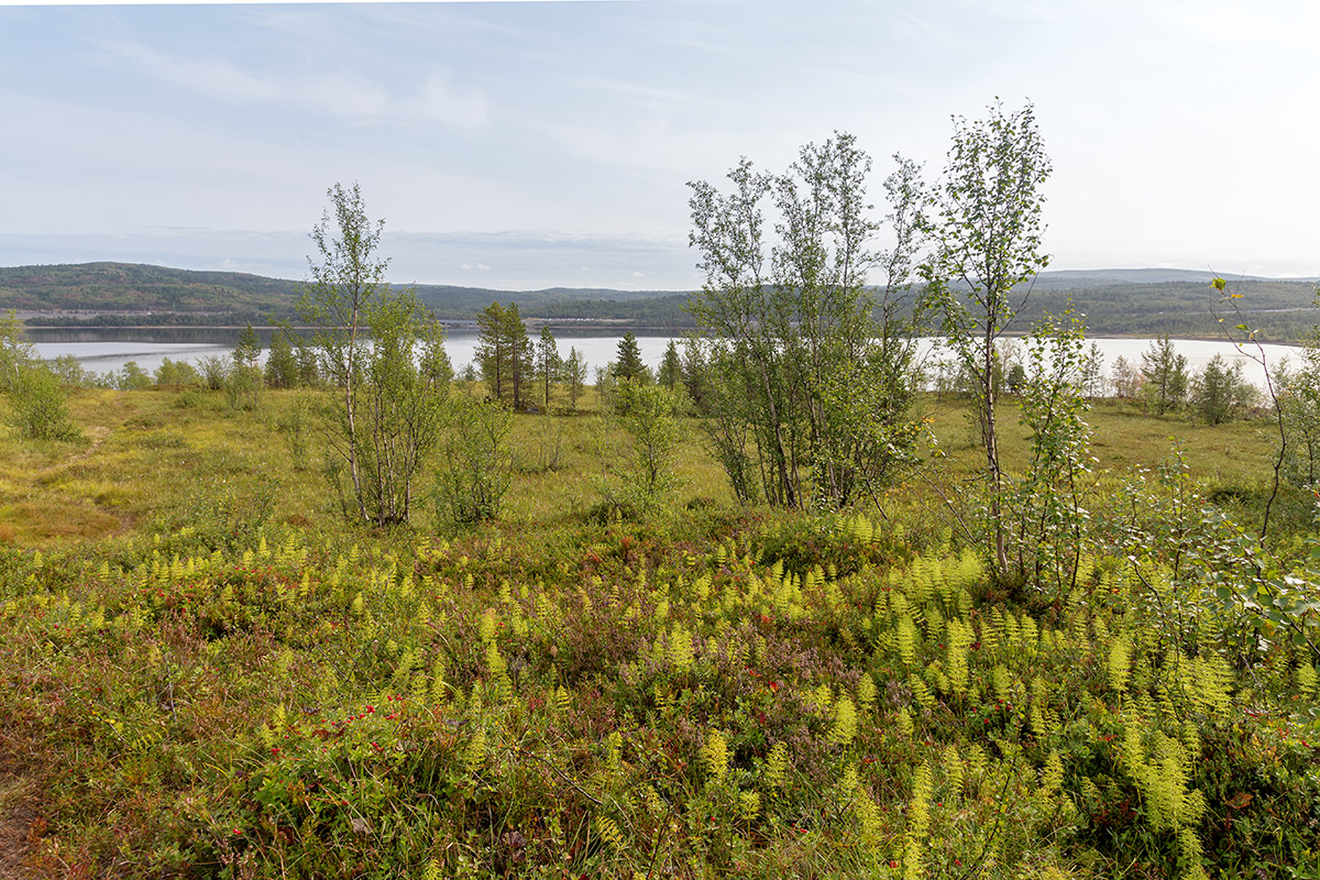 Мурманск, image of landscape/habitat.