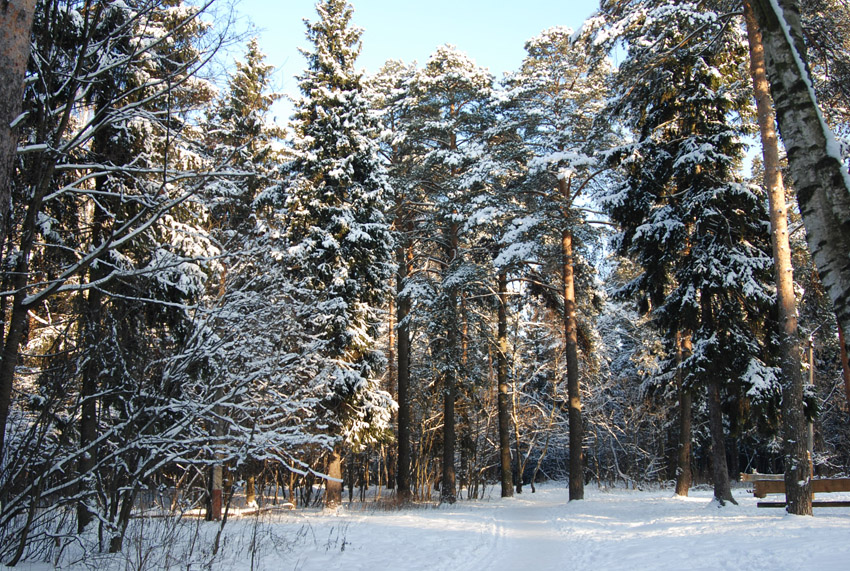 Железнодорожный, изображение ландшафта.