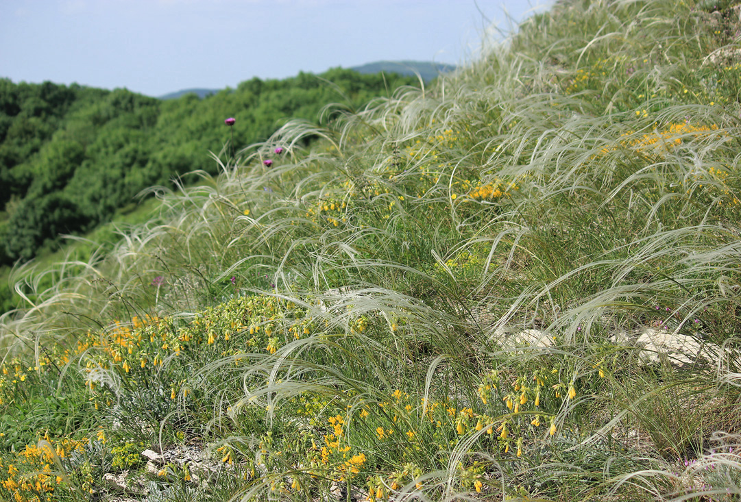 Вершина 462, image of landscape/habitat.