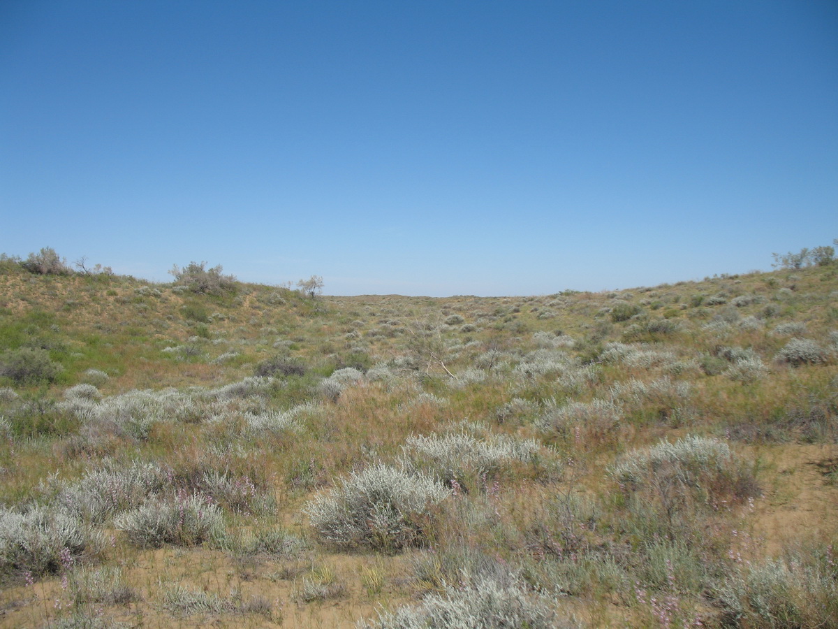 Пески Таукум, image of landscape/habitat.