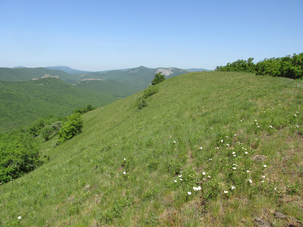 Чатал-Кая и окрестности, image of landscape/habitat.