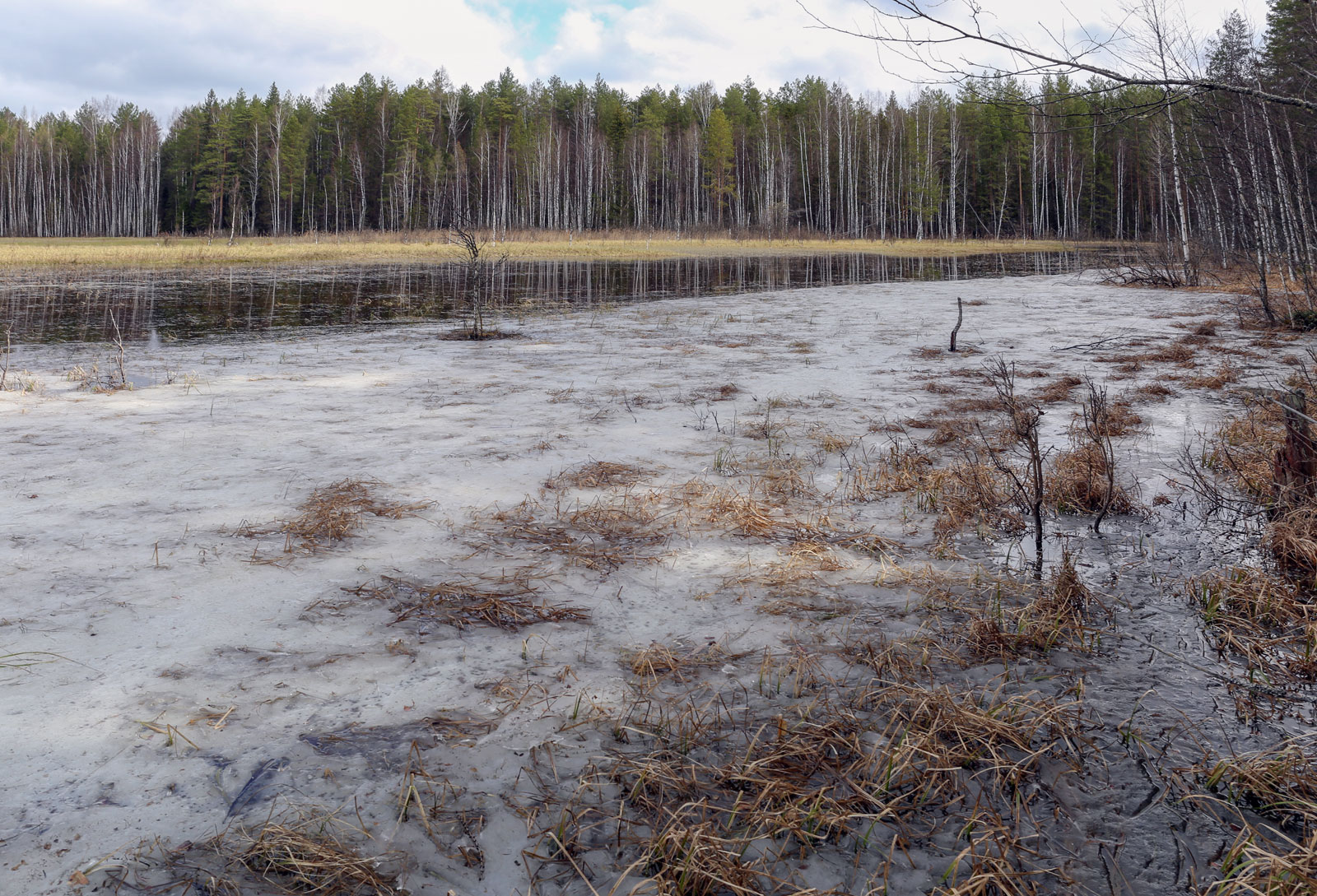 Кунчурихинский бор, image of landscape/habitat.