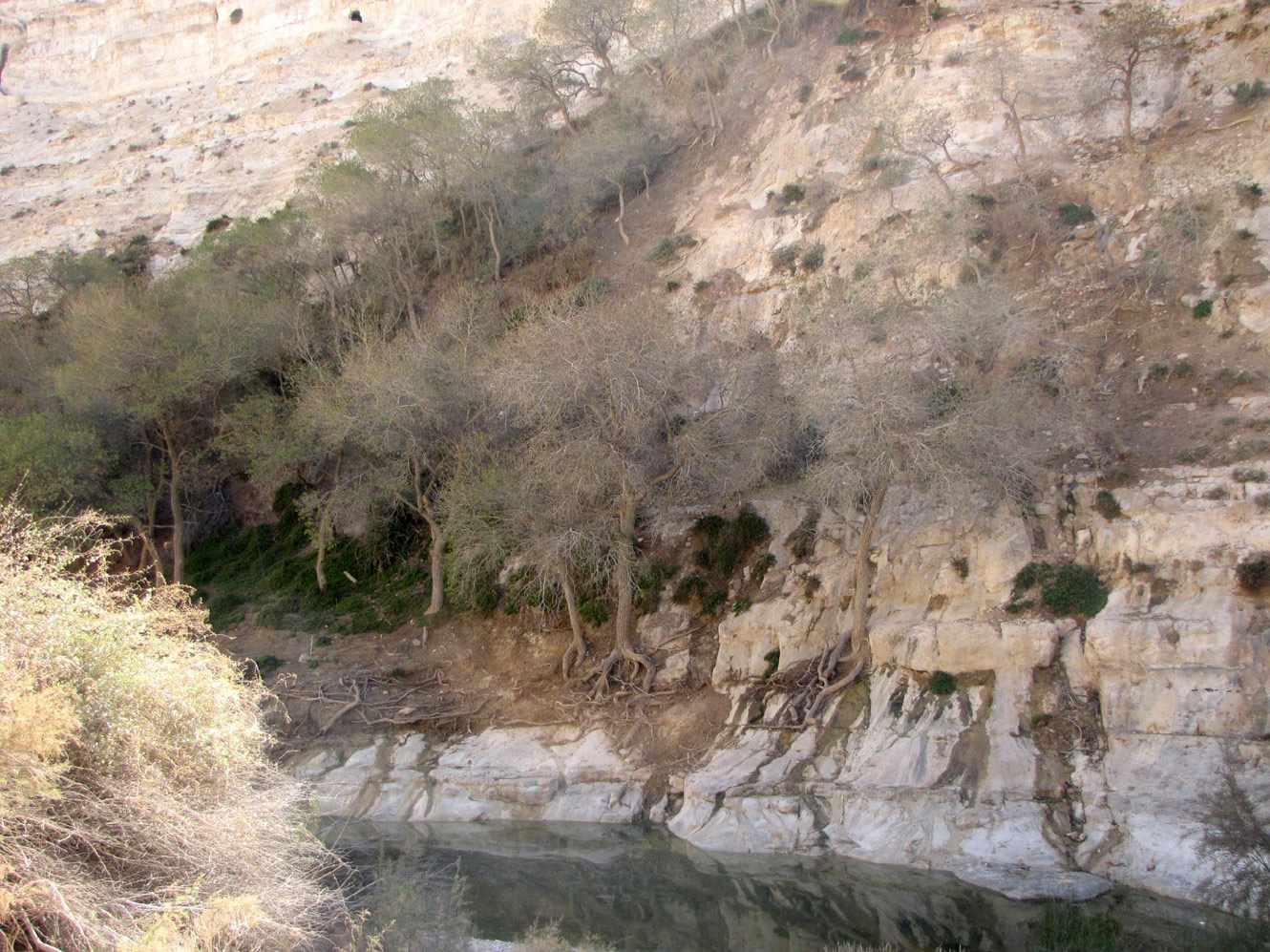 Эйн-Авдат, image of landscape/habitat.