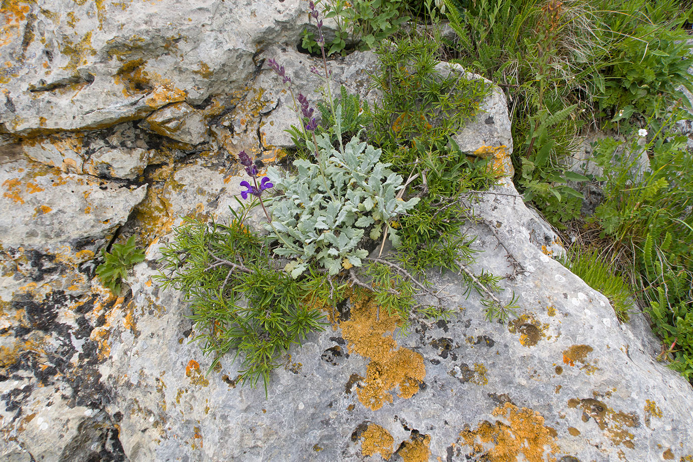 Джангур, image of landscape/habitat.