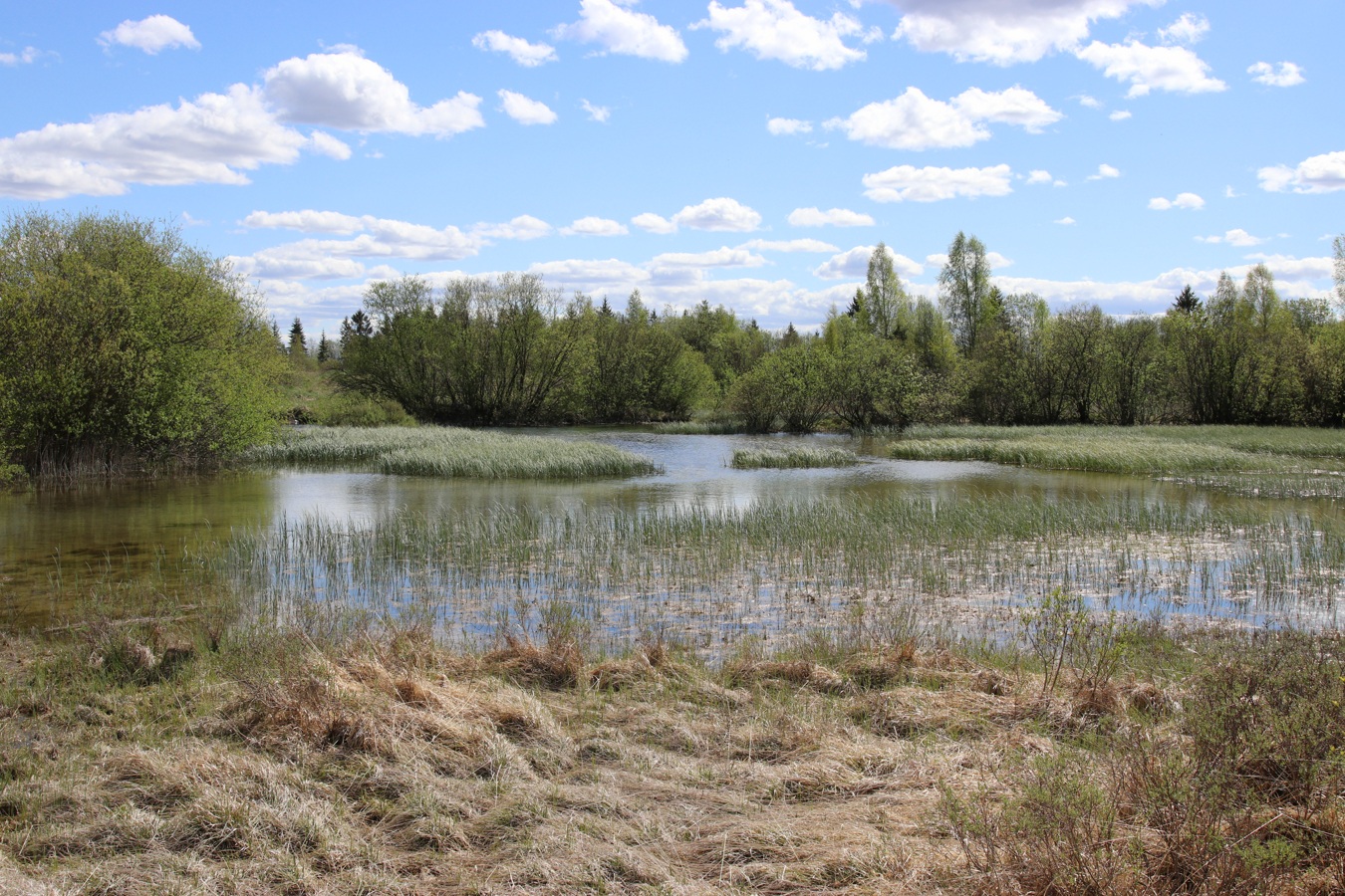 Окрестности Пудости, image of landscape/habitat.