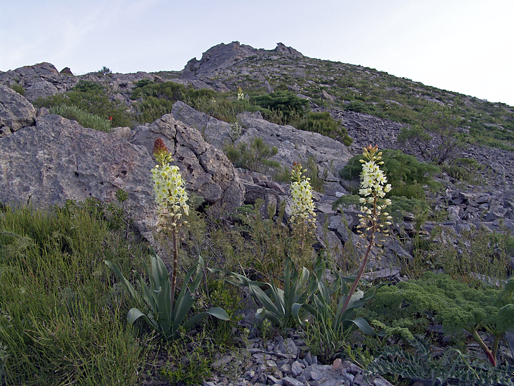 Ущелье Кенозен, image of landscape/habitat.