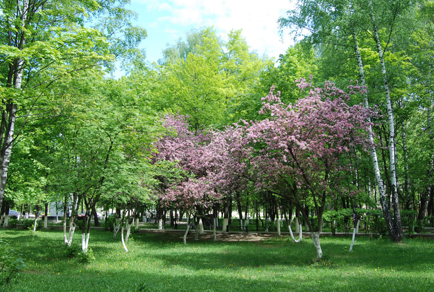 Железнодорожный, image of landscape/habitat.