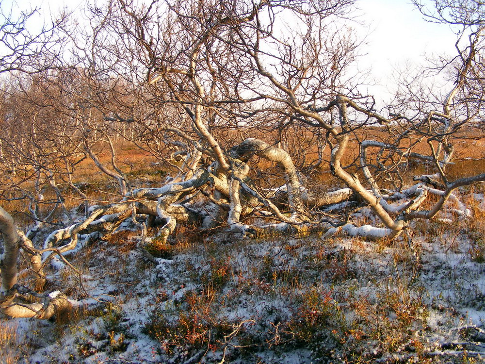 Криволесье. Береза Эрмана Камчатка. Кроноцкий заповедник береза Эрмана. Березовое криволесье на Кавказе. Каменная береза дальнего Востока.