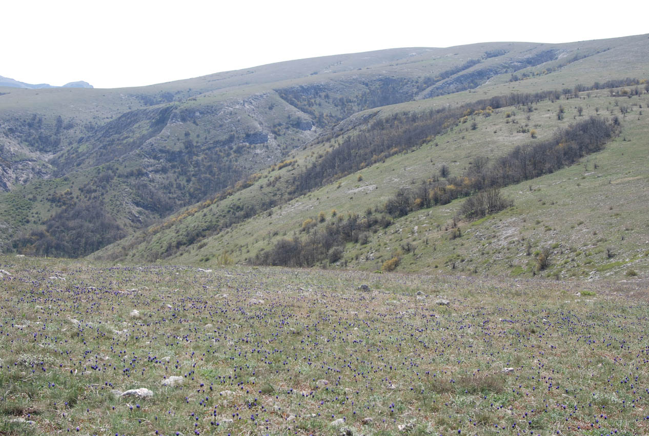 Чатырдаг (нижнее плато), image of landscape/habitat.