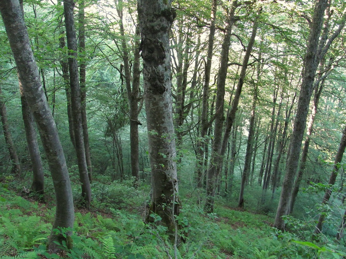 Хребет Ачишхо, image of landscape/habitat.