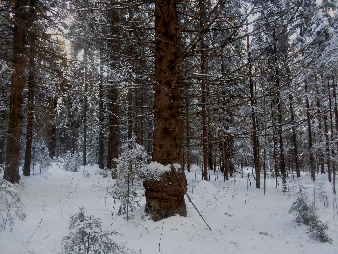 Чистая Дуброва, image of landscape/habitat.