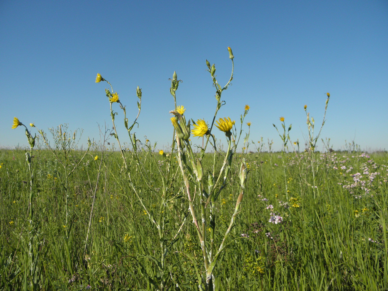 Луганск, image of landscape/habitat.