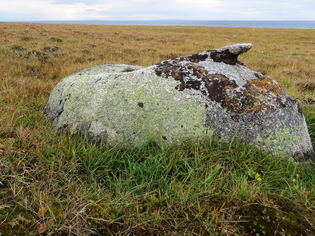 Остров Колчака, image of landscape/habitat.