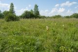 Верховья Оредежа, image of landscape/habitat.