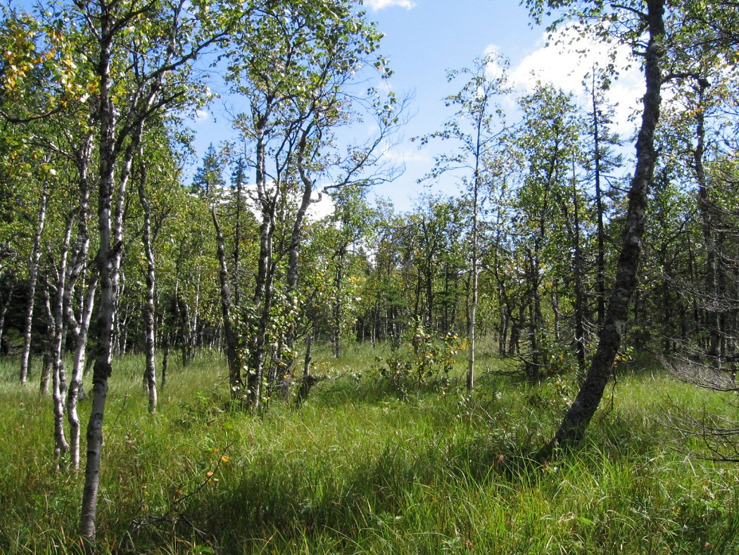 Зигальга, image of landscape/habitat.