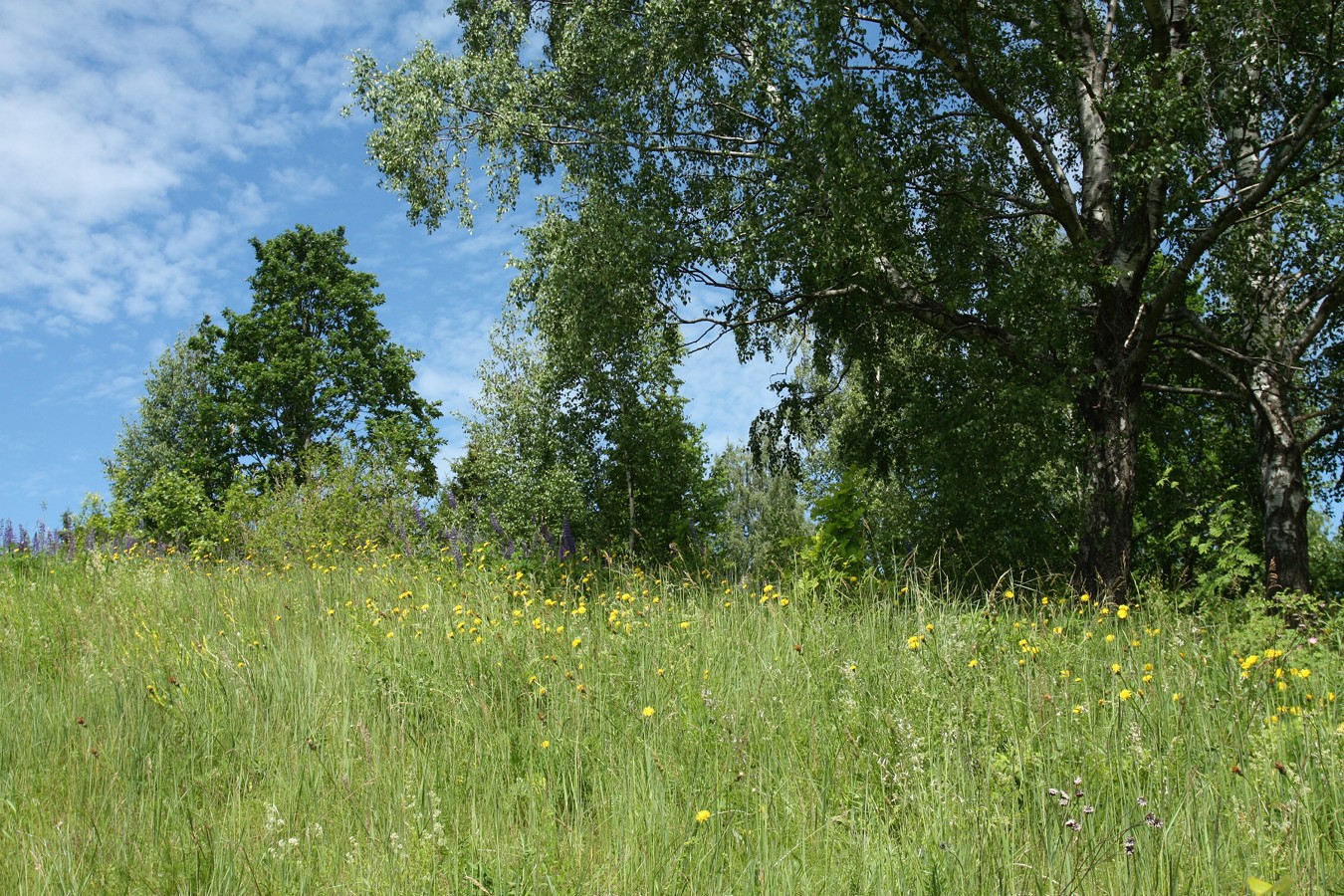 Дубище, image of landscape/habitat.