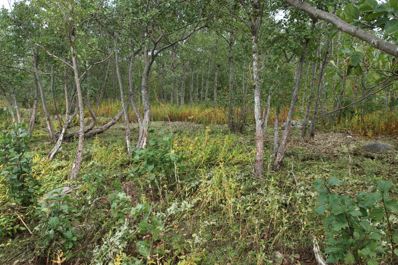 Шепелёвский маяк, image of landscape/habitat.