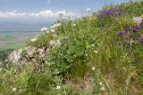 Джангур, image of landscape/habitat.