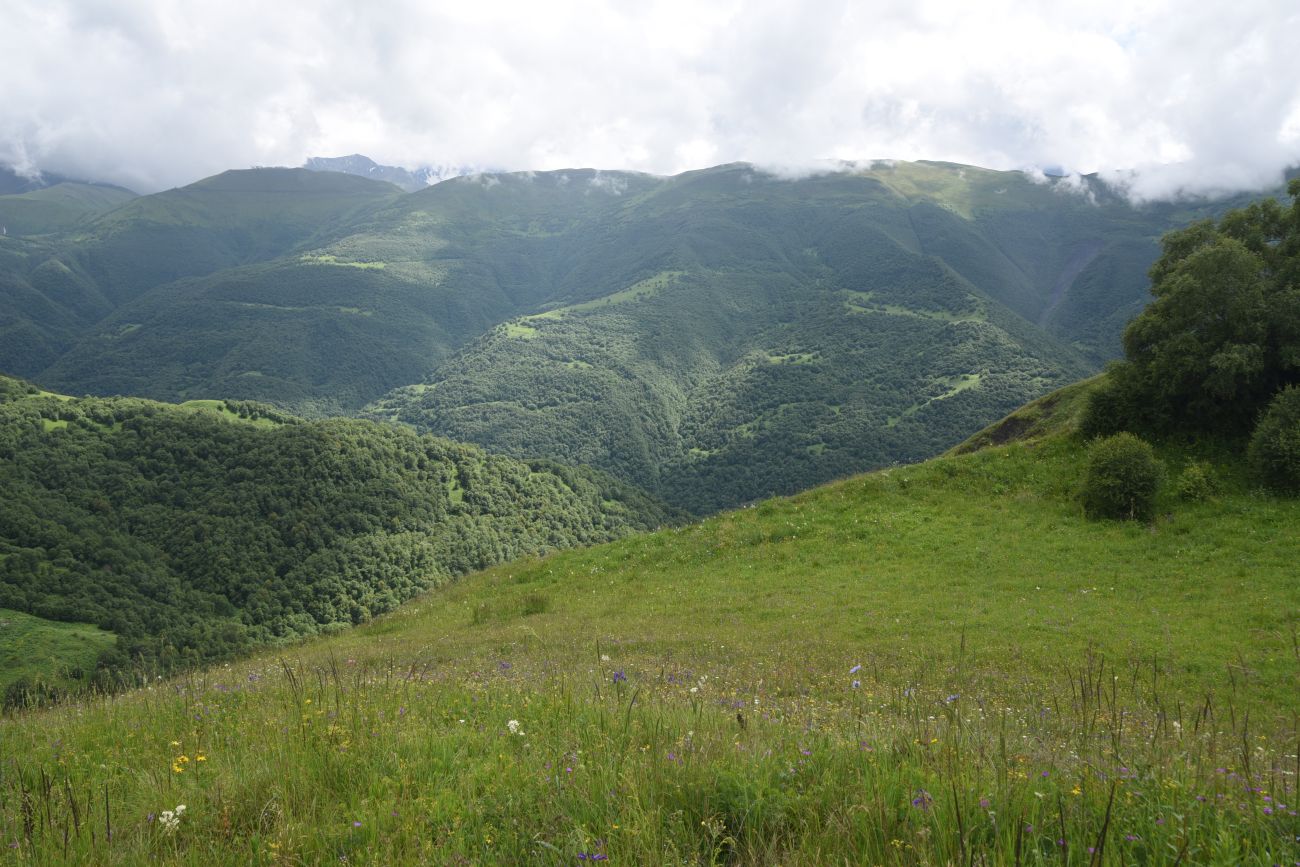 Вторая Чеченская (июнь – июль 2024)