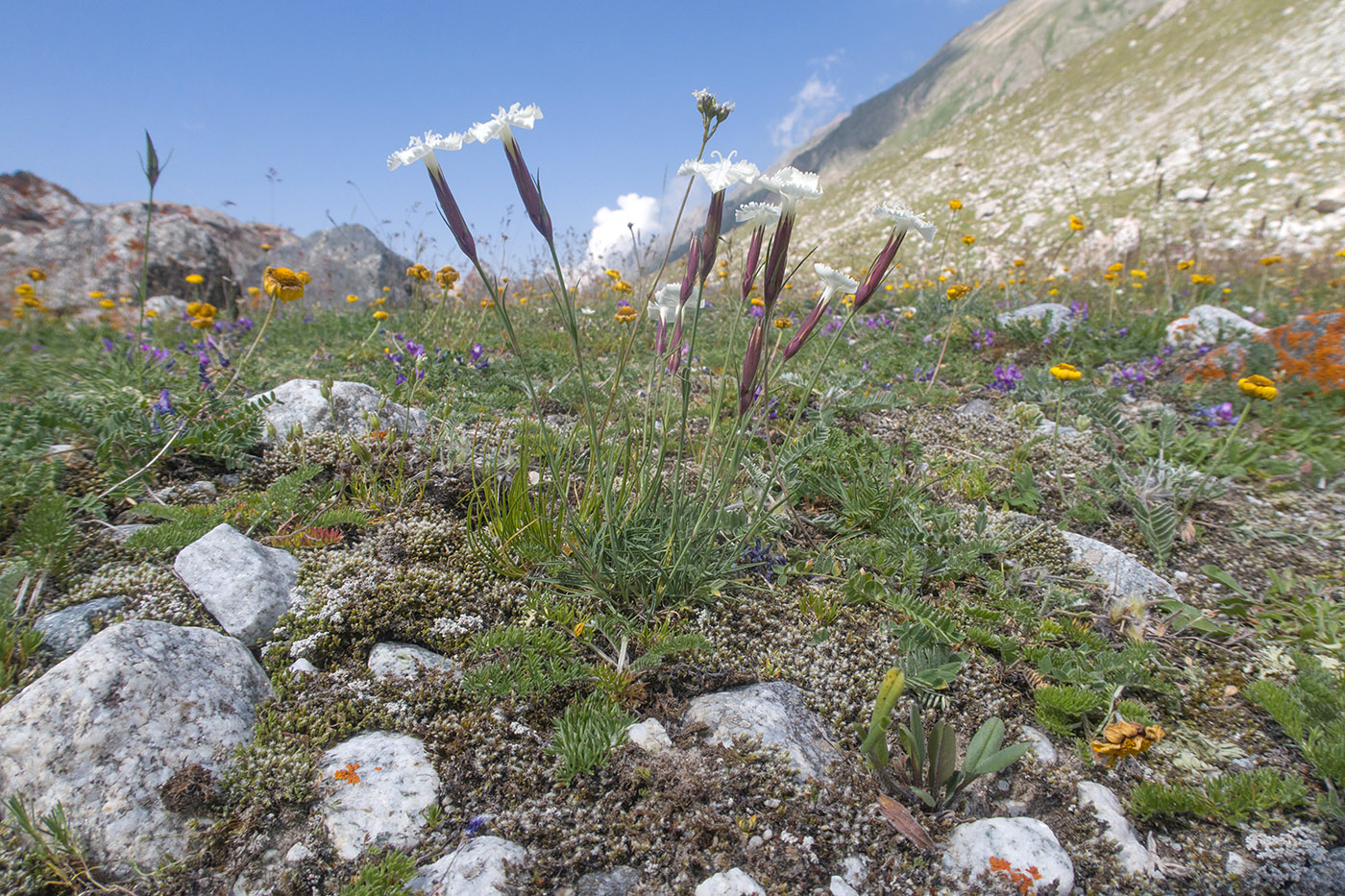 Ледник Нахашбита (Псыгансу), image of landscape/habitat.