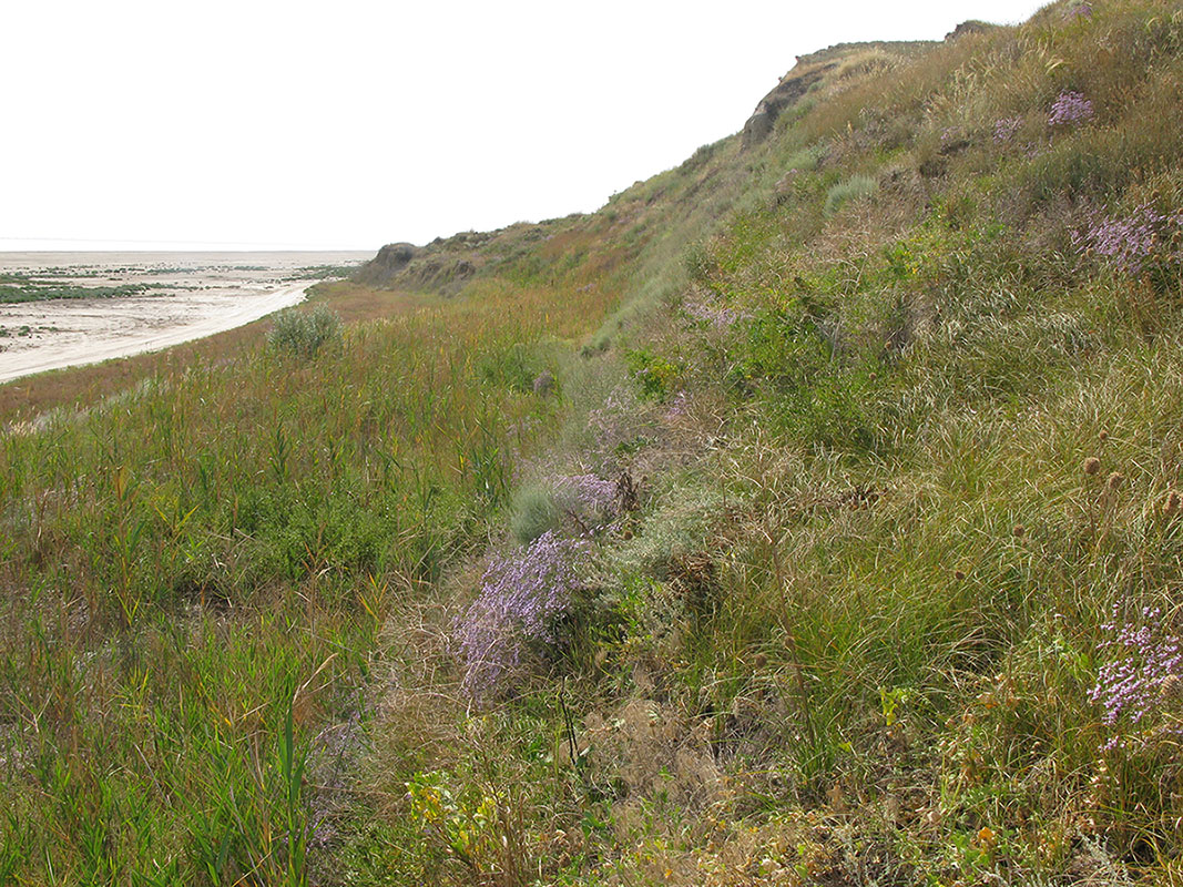 Витязевский лиман, image of landscape/habitat.