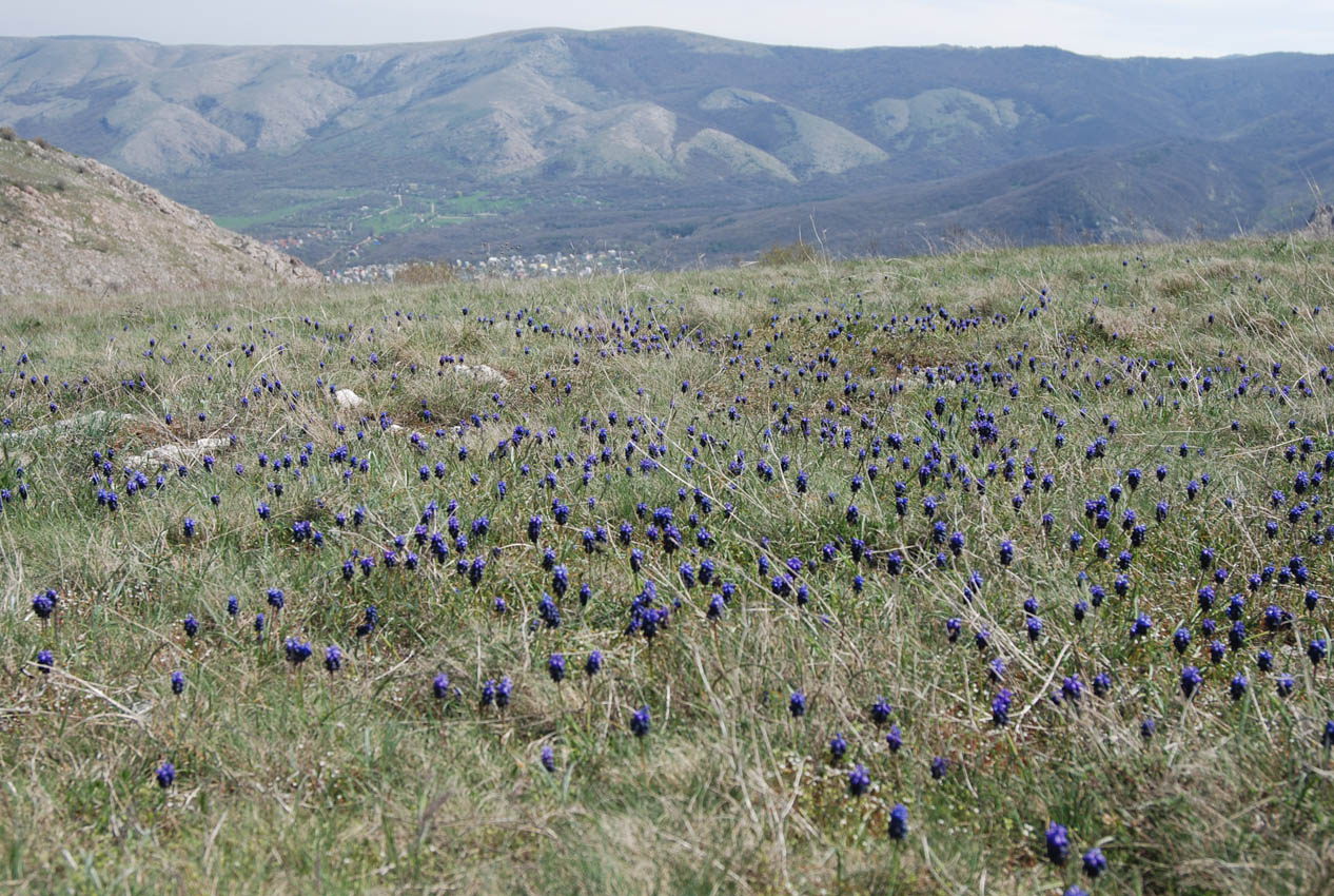 Чатырдаг (нижнее плато), image of landscape/habitat.