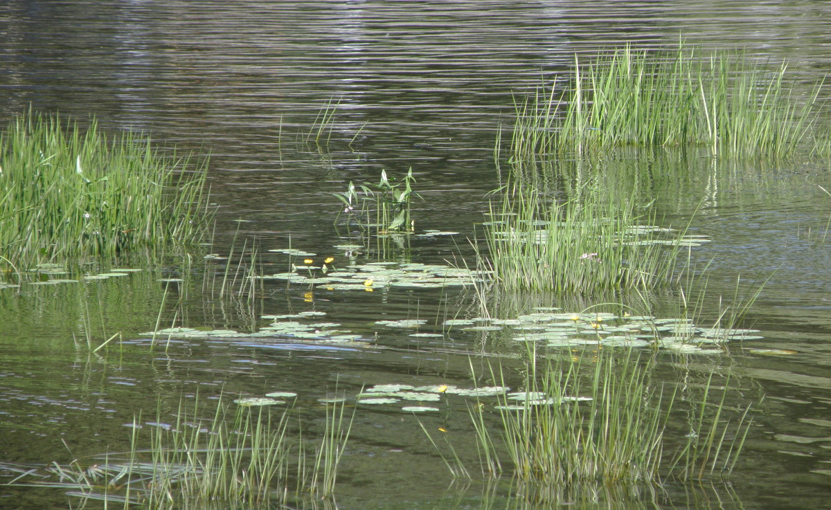 Парк Паскевичей, image of landscape/habitat.