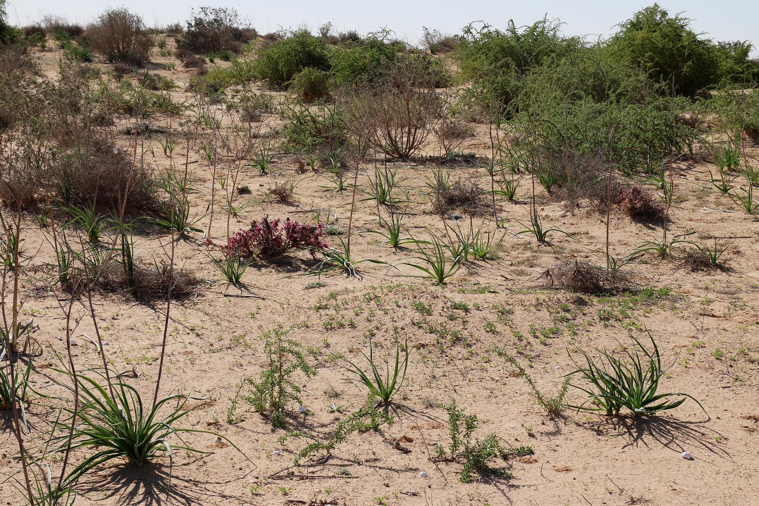 К югу и юго-западу от Эль-Дабаа, image of landscape/habitat.