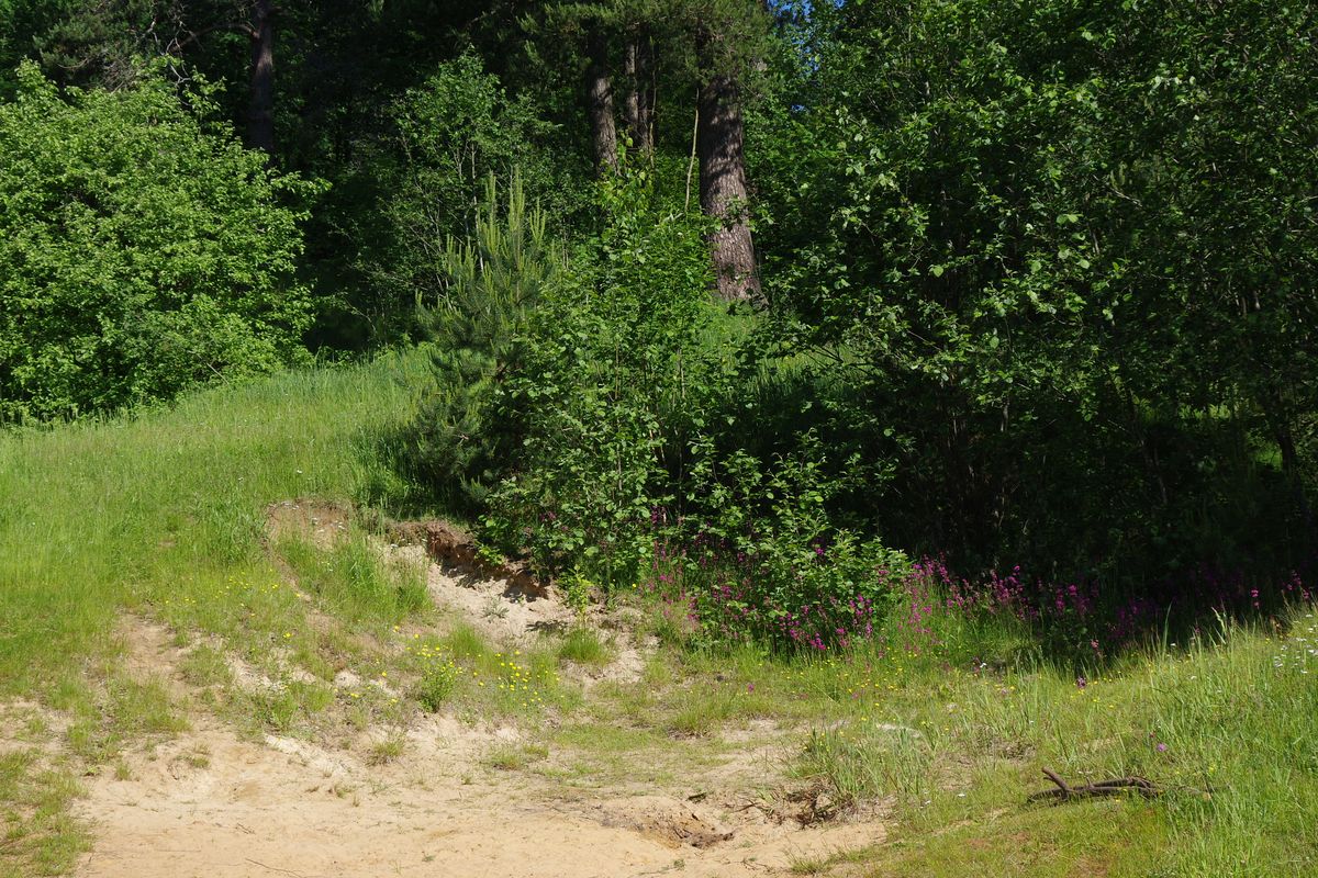 Озеро Змеёвка, image of landscape/habitat.