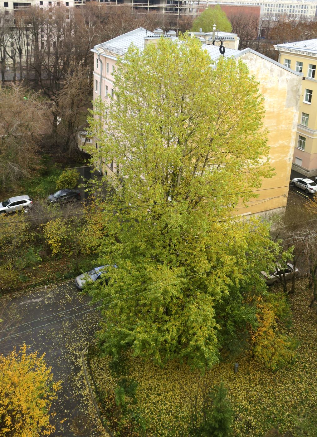 Центральный р-н Санкт-Петербурга, image of landscape/habitat.