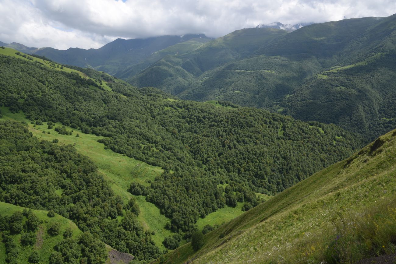 Вторая Чеченская (июнь – июль 2024)