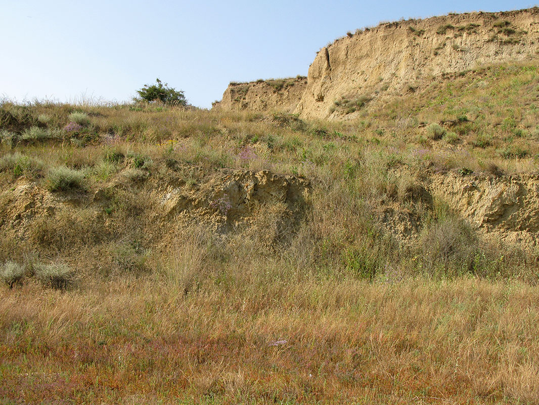 Витязевский лиман, image of landscape/habitat.