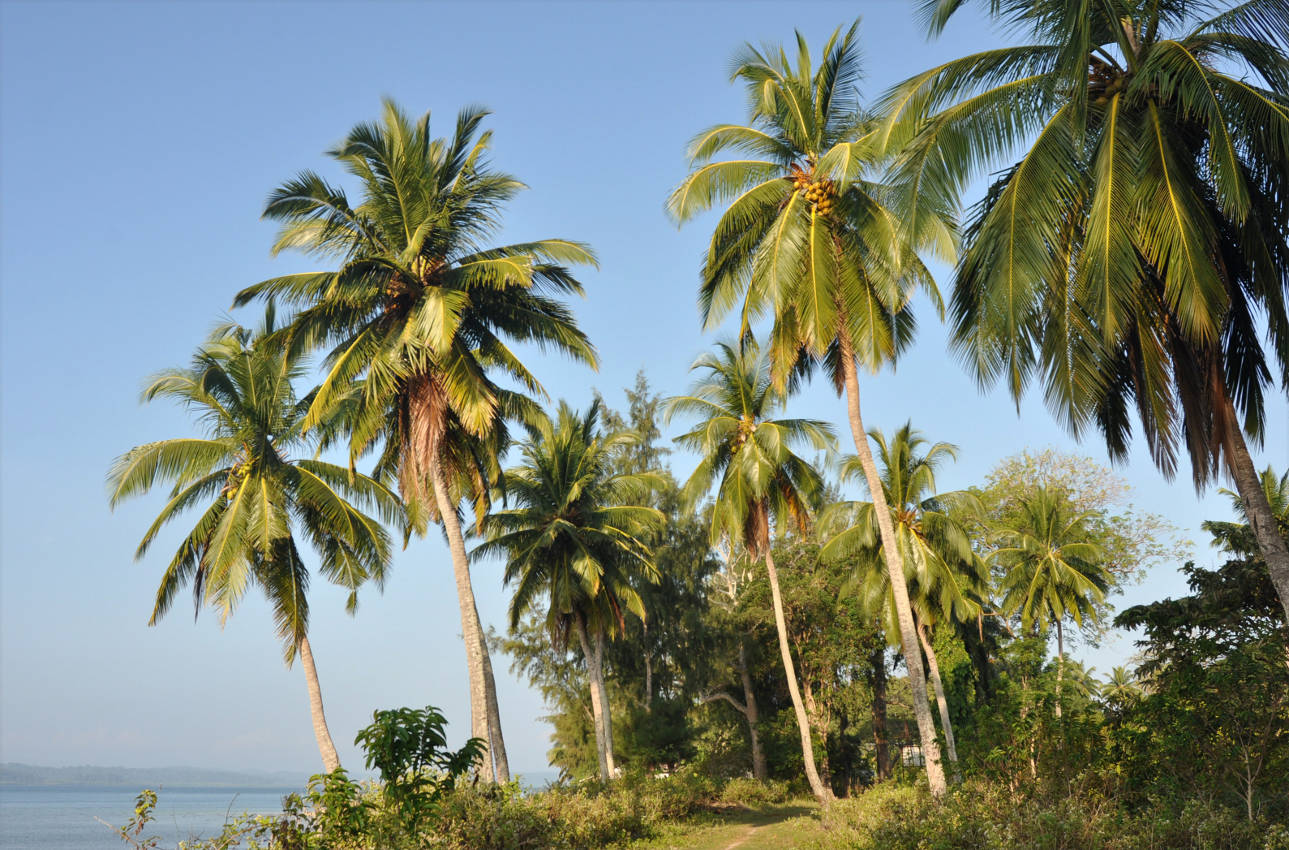 Остров Лонг, image of landscape/habitat.