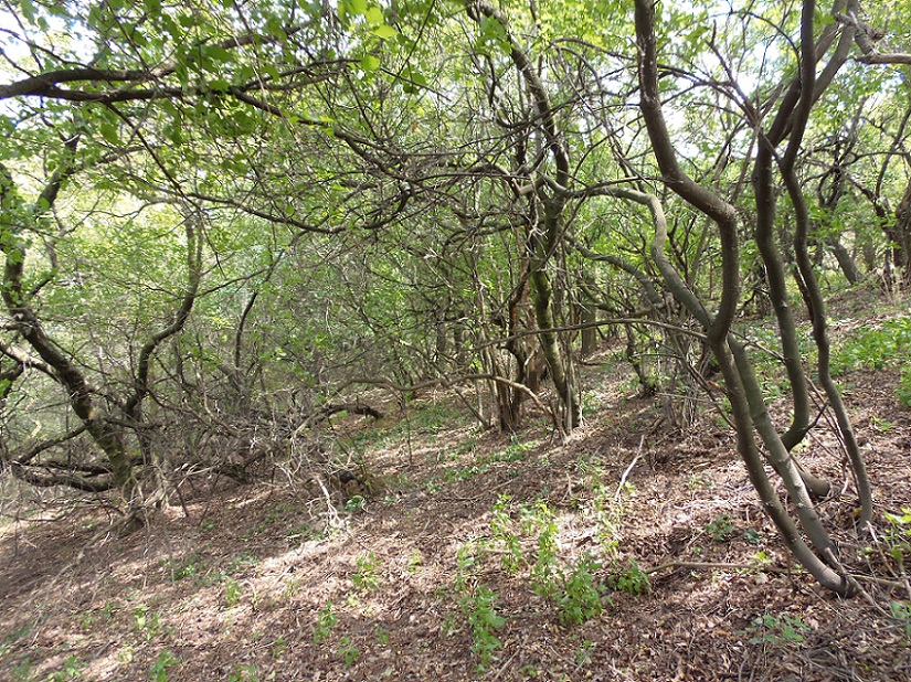 Остров Хортица, image of landscape/habitat.