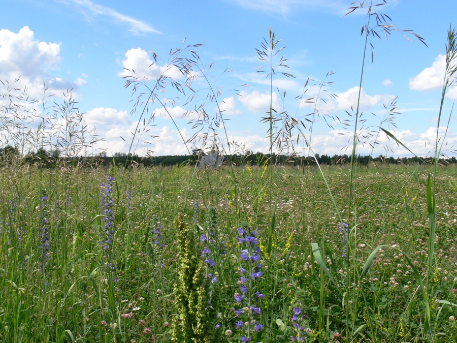 Малинки, image of landscape/habitat.