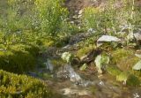 Салиховская гора, image of landscape/habitat.