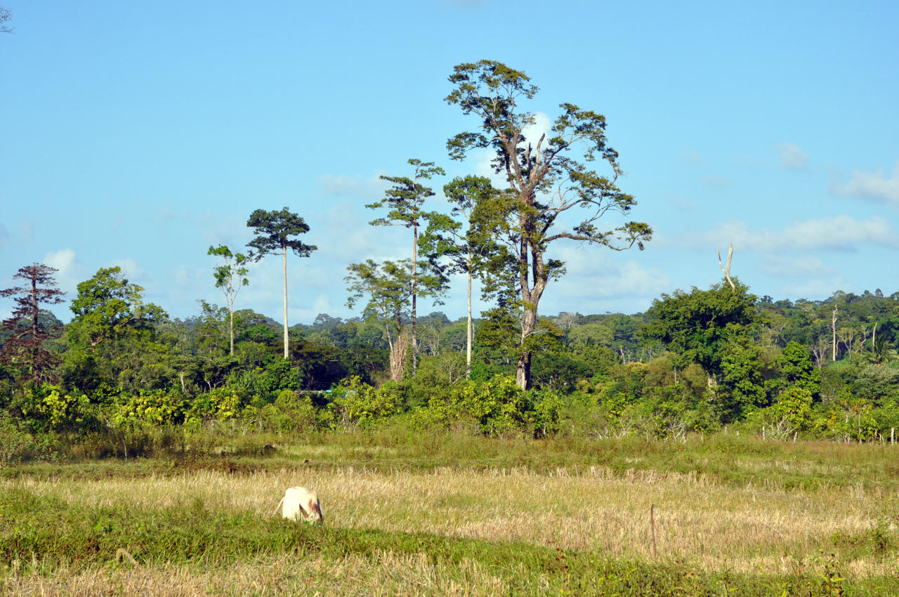 Остров Лонг, image of landscape/habitat.