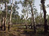 Litchfield Park, image of landscape/habitat.