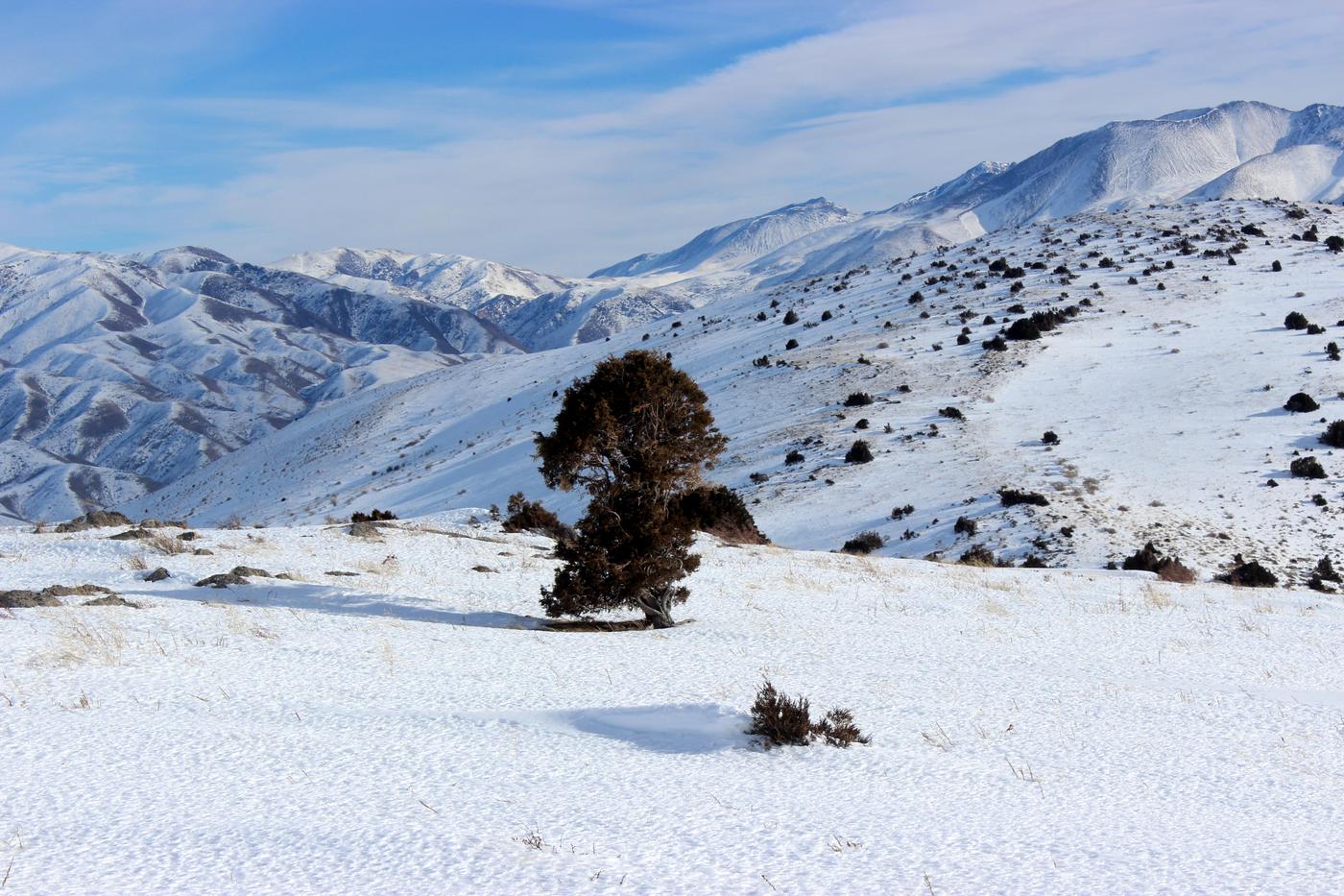 Окрестности с. Жабаглы, image of landscape/habitat.