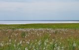 Эльтон, image of landscape/habitat.